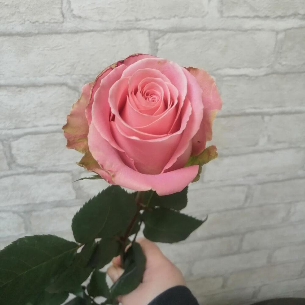 Роза Эквадор,, Hermosa 60cм
