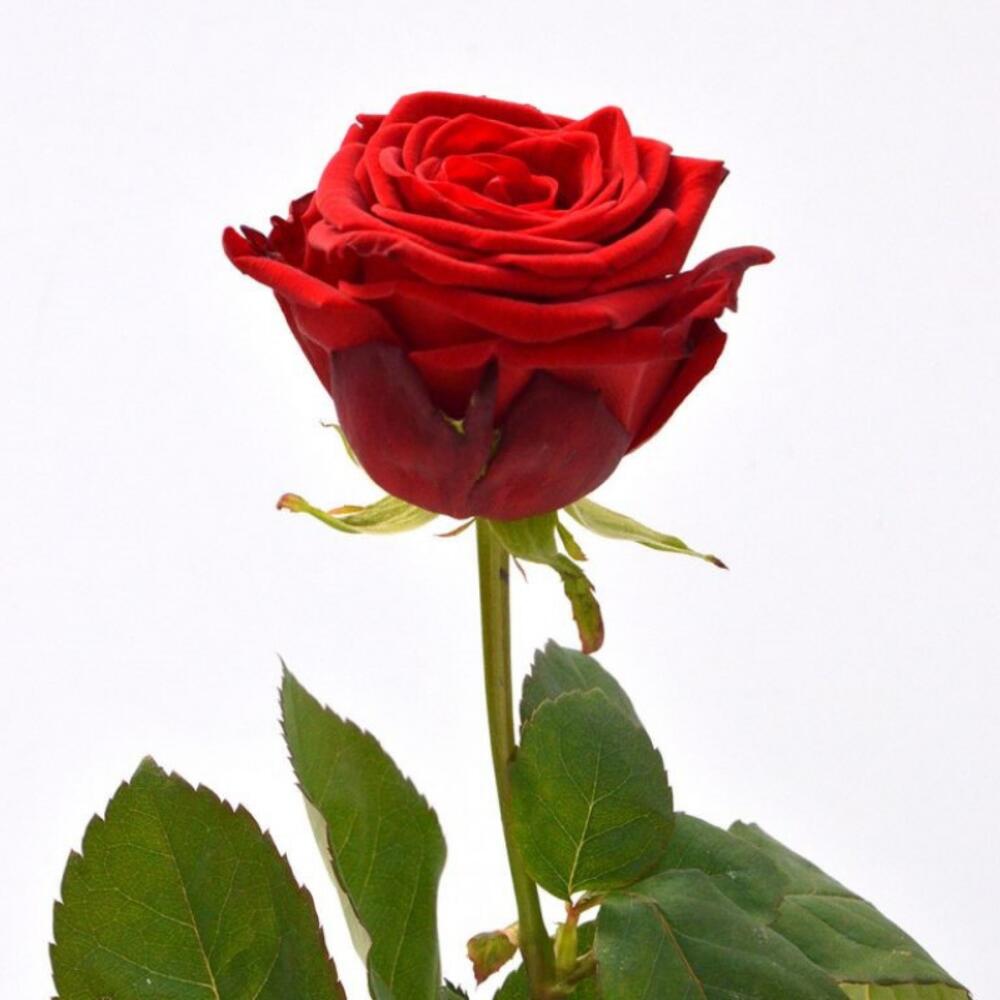 Купить розы поштучно в москве