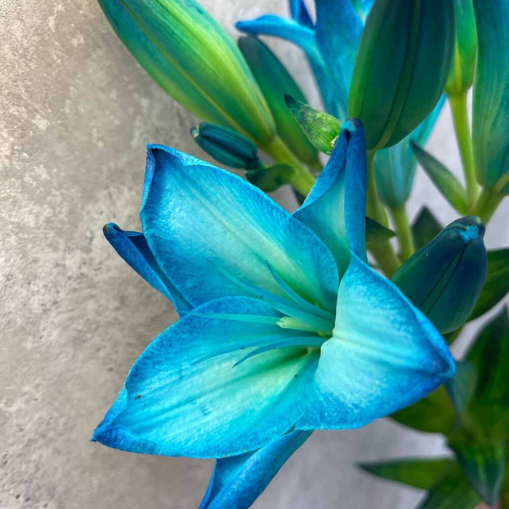 Купить голубую лилию доставка цветов в силламяэ