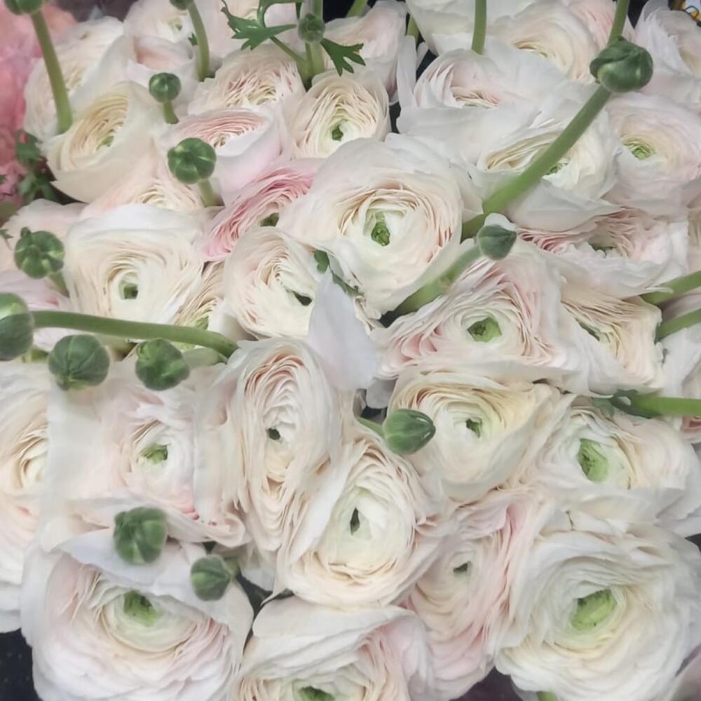 Ранункулюс ханой