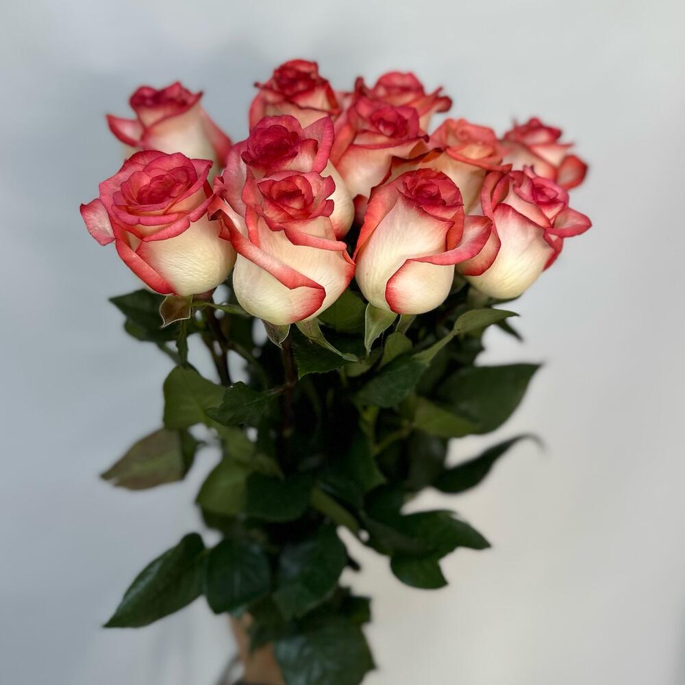 11 rosas