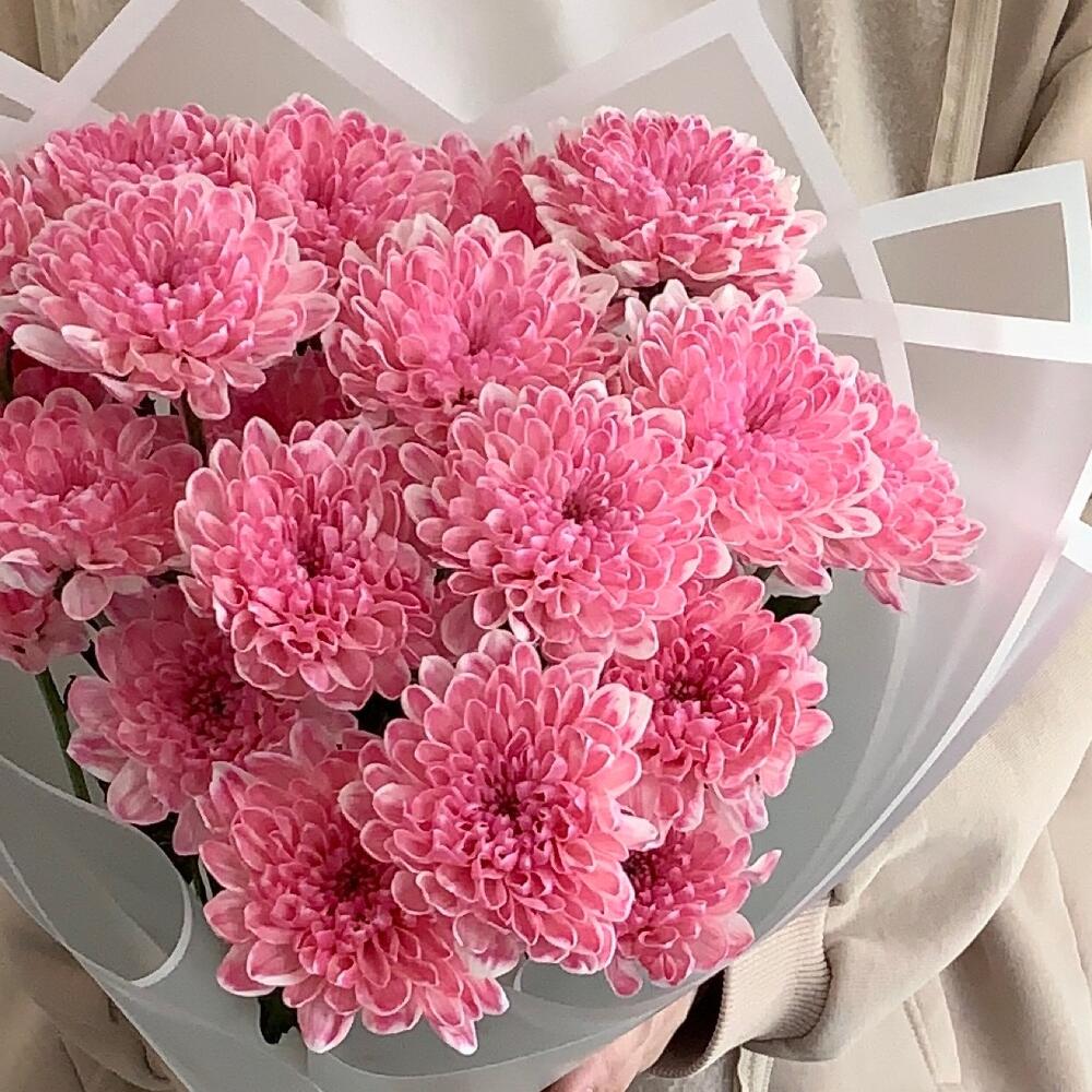 Малиновый букет 💕 кустовая хризантема
