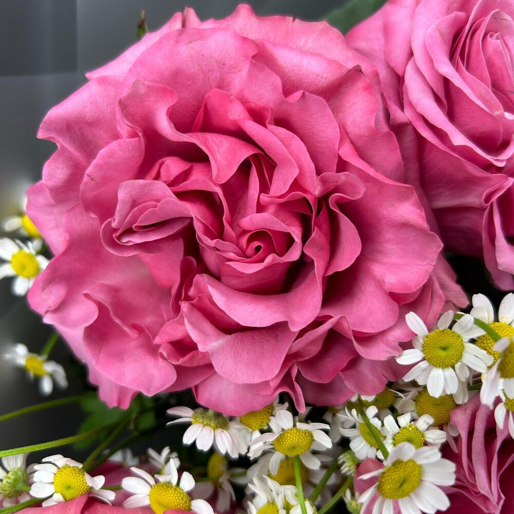 Flowers Rozas Роза Пионовидная и Ромашка, Цветы Москва, Россия, купить по цене 4490 ...