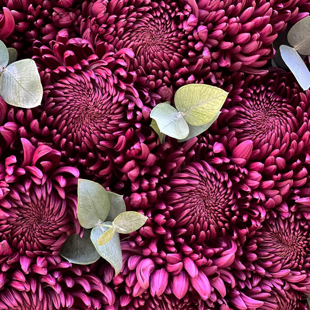 Dark Purple Chysanthemums N-022