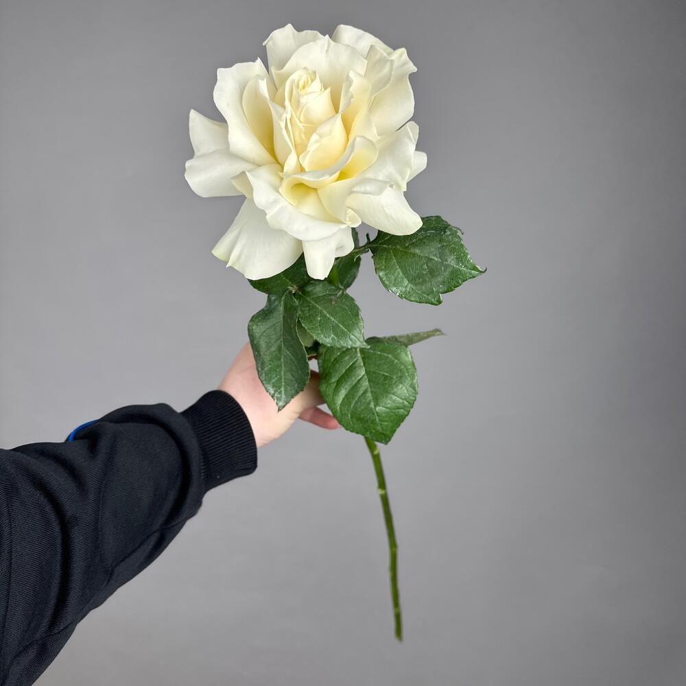 Ажурная Белая Роза Мондиал