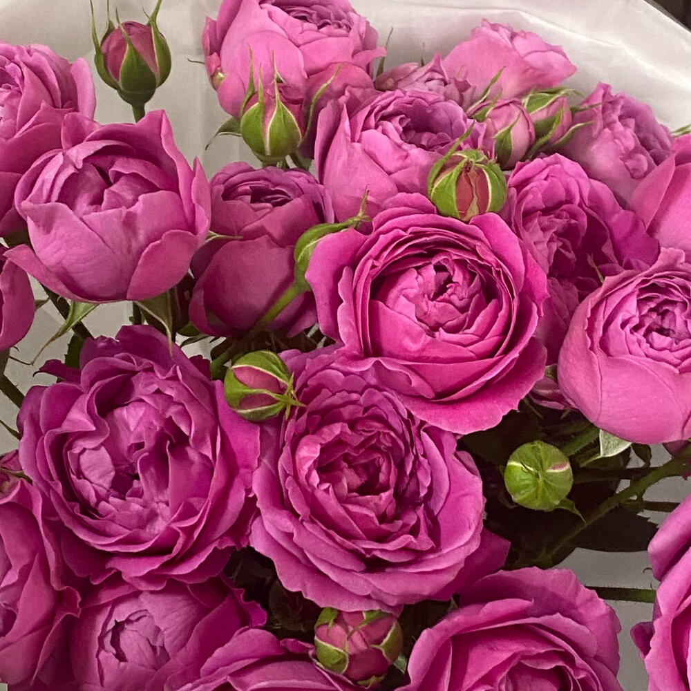 Леди Бомбастик 🌸 пионовидные кустовые розы