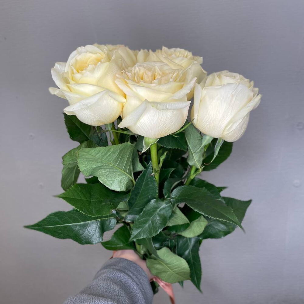 Роза белая 5 штук
