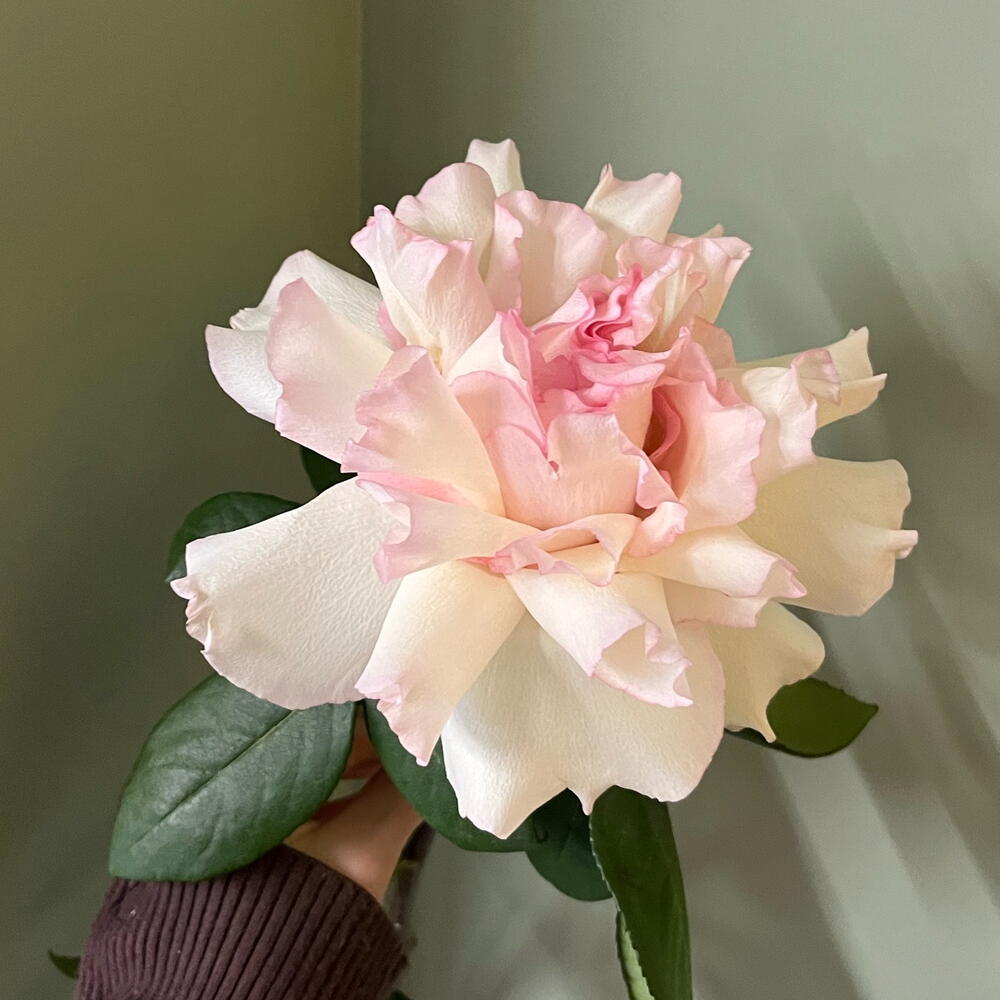 review-photo