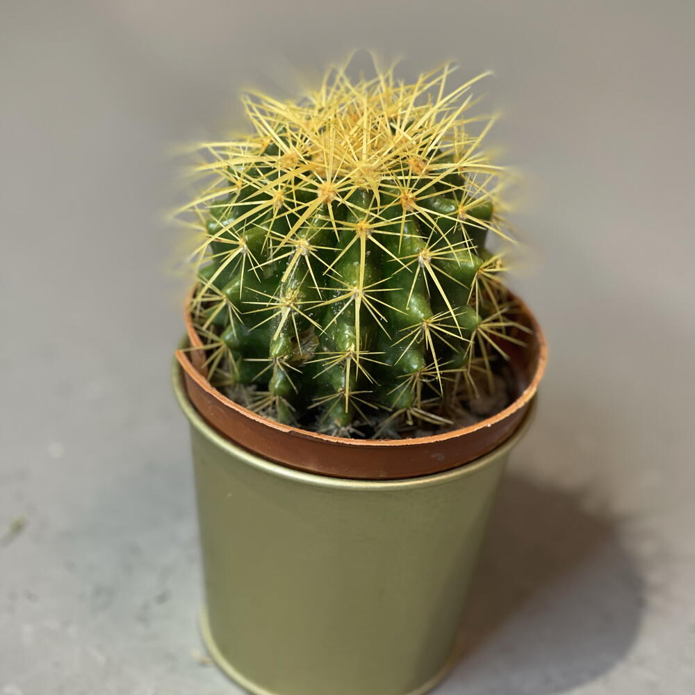 Echinocactus grusonii