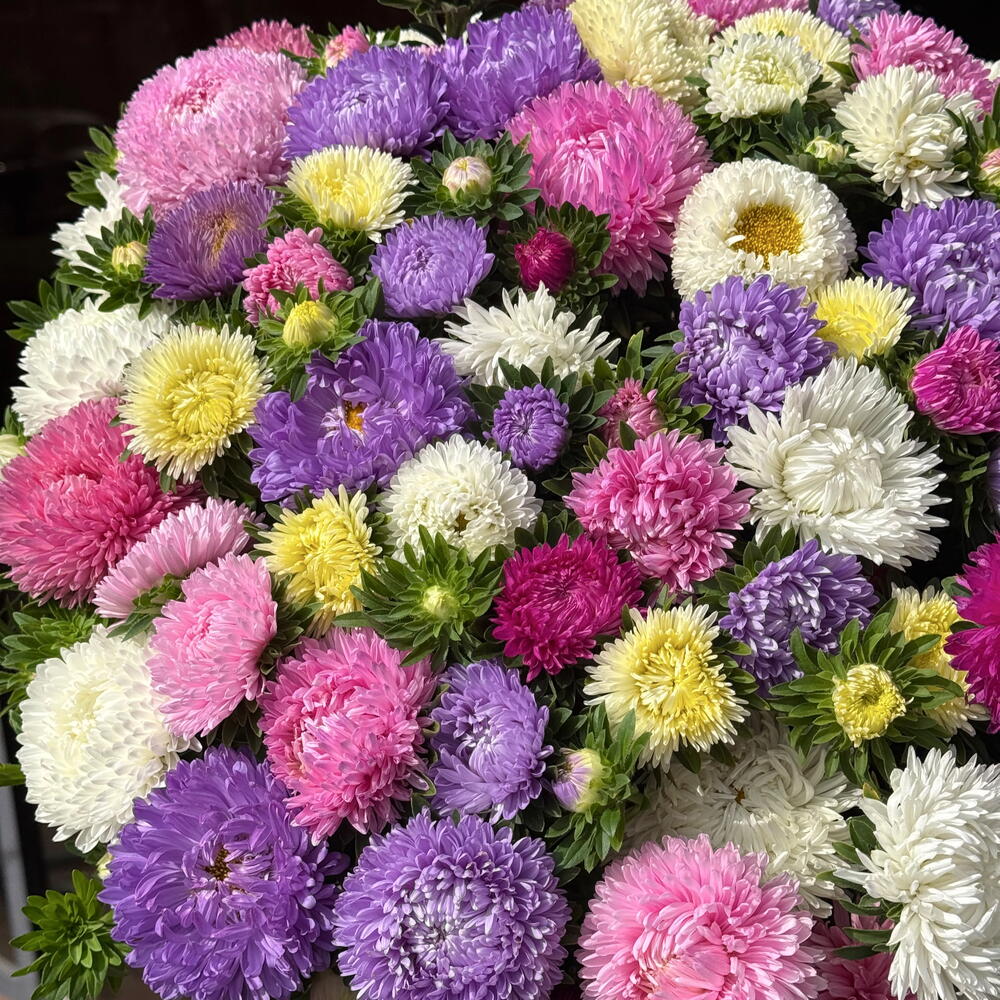 Pastel Bloom