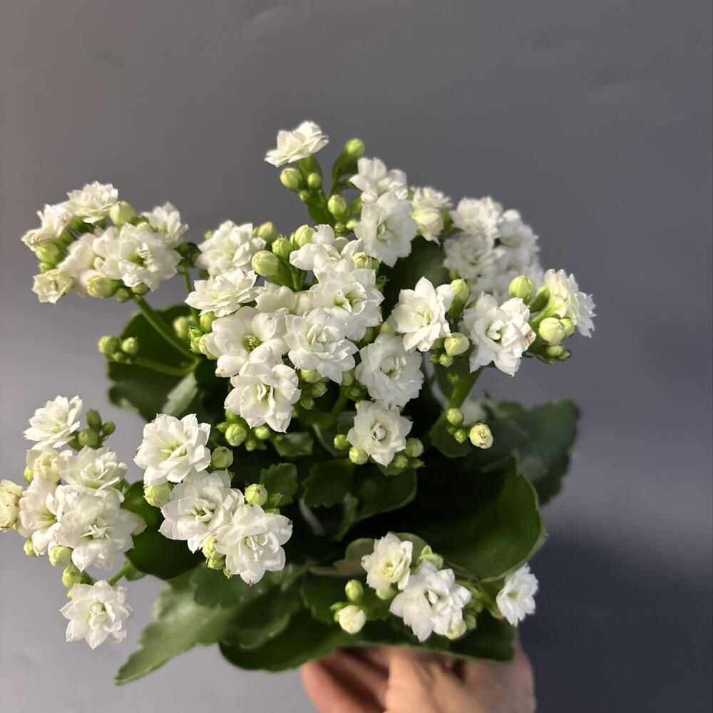 Каландива