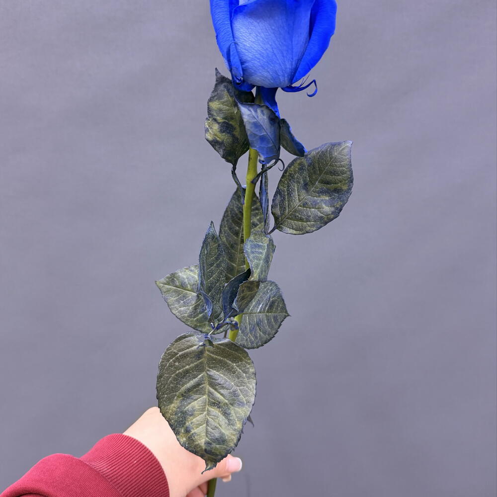 Синяя Роза