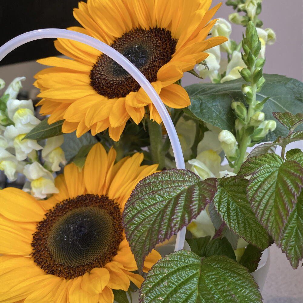 Подсолнухи 🌻