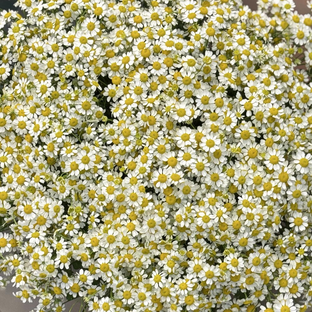 Роза