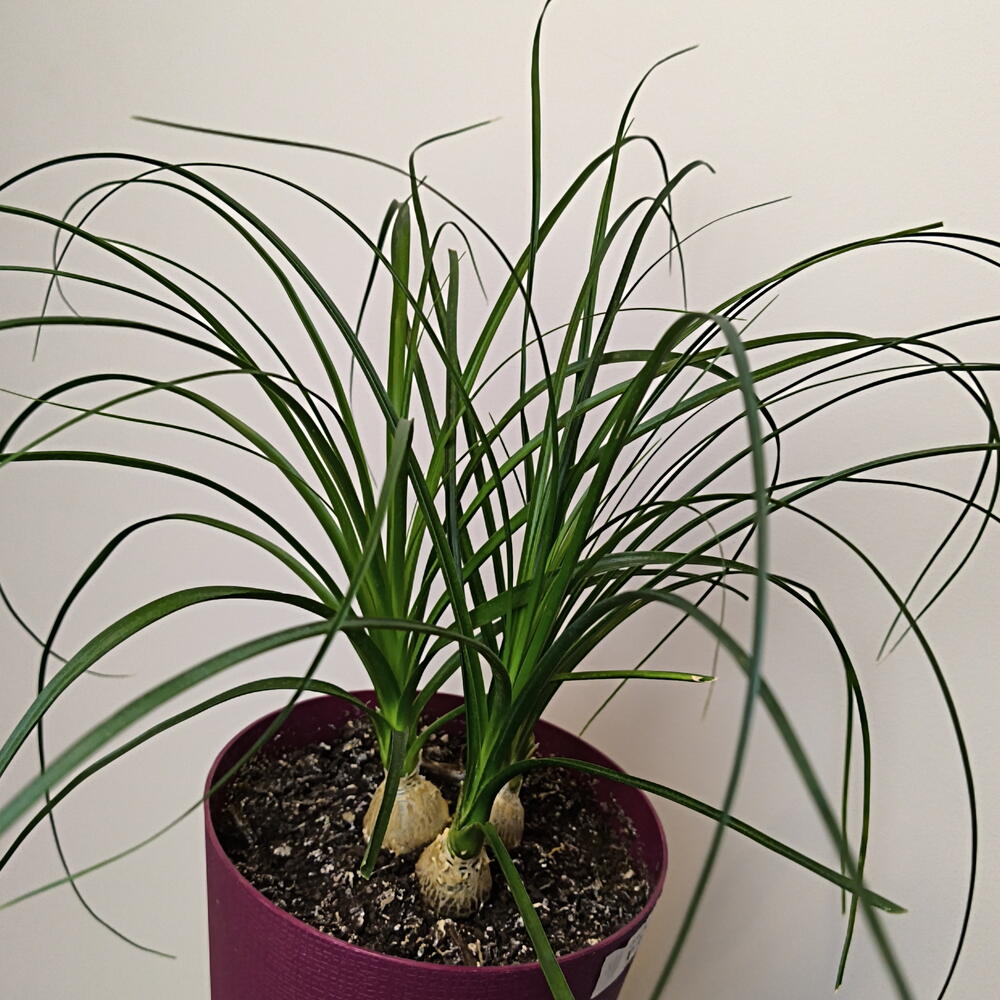 Нолина🌿