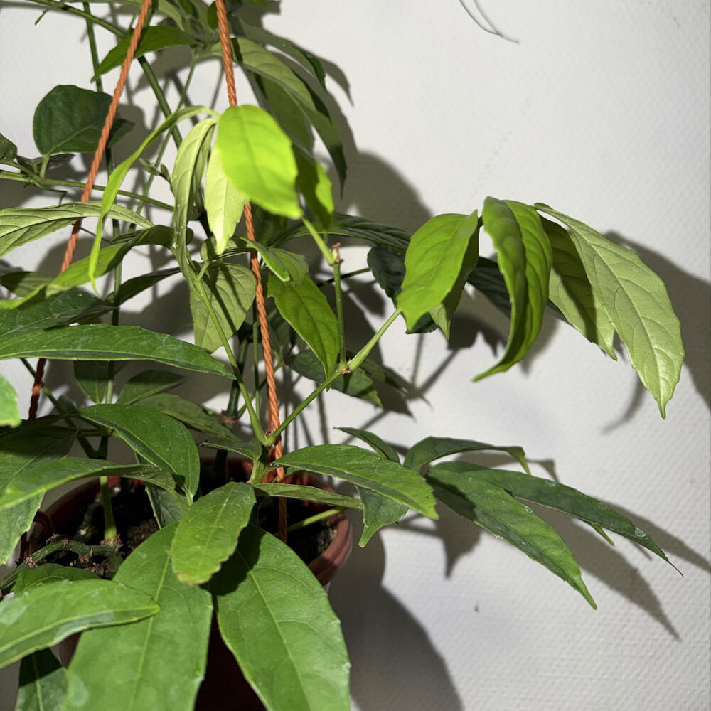 Тетрастигма Вуанье 🌿