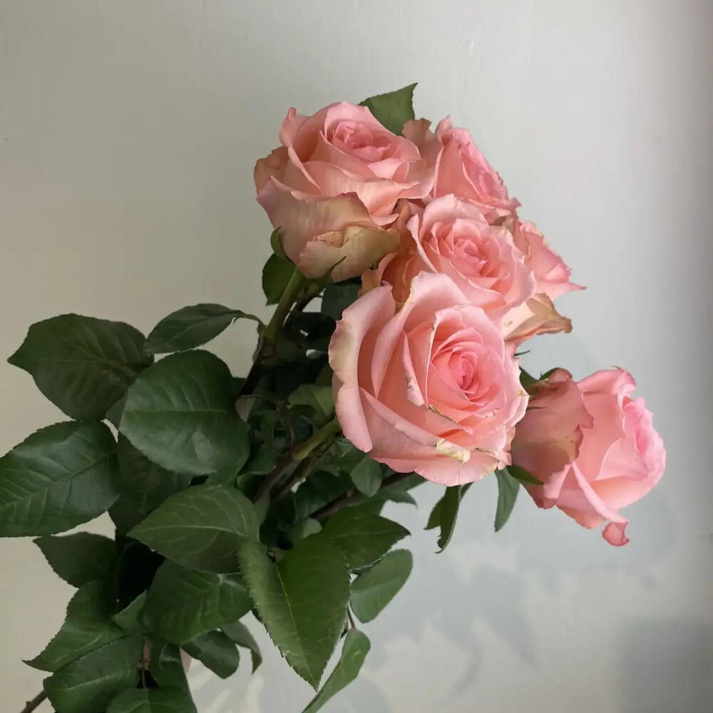 Розы нежные 💕5