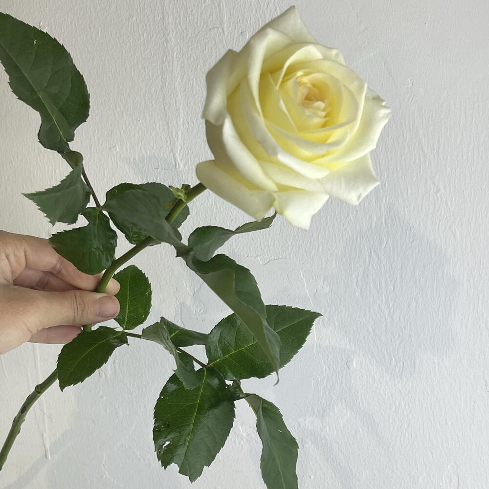 Роза Канделайт