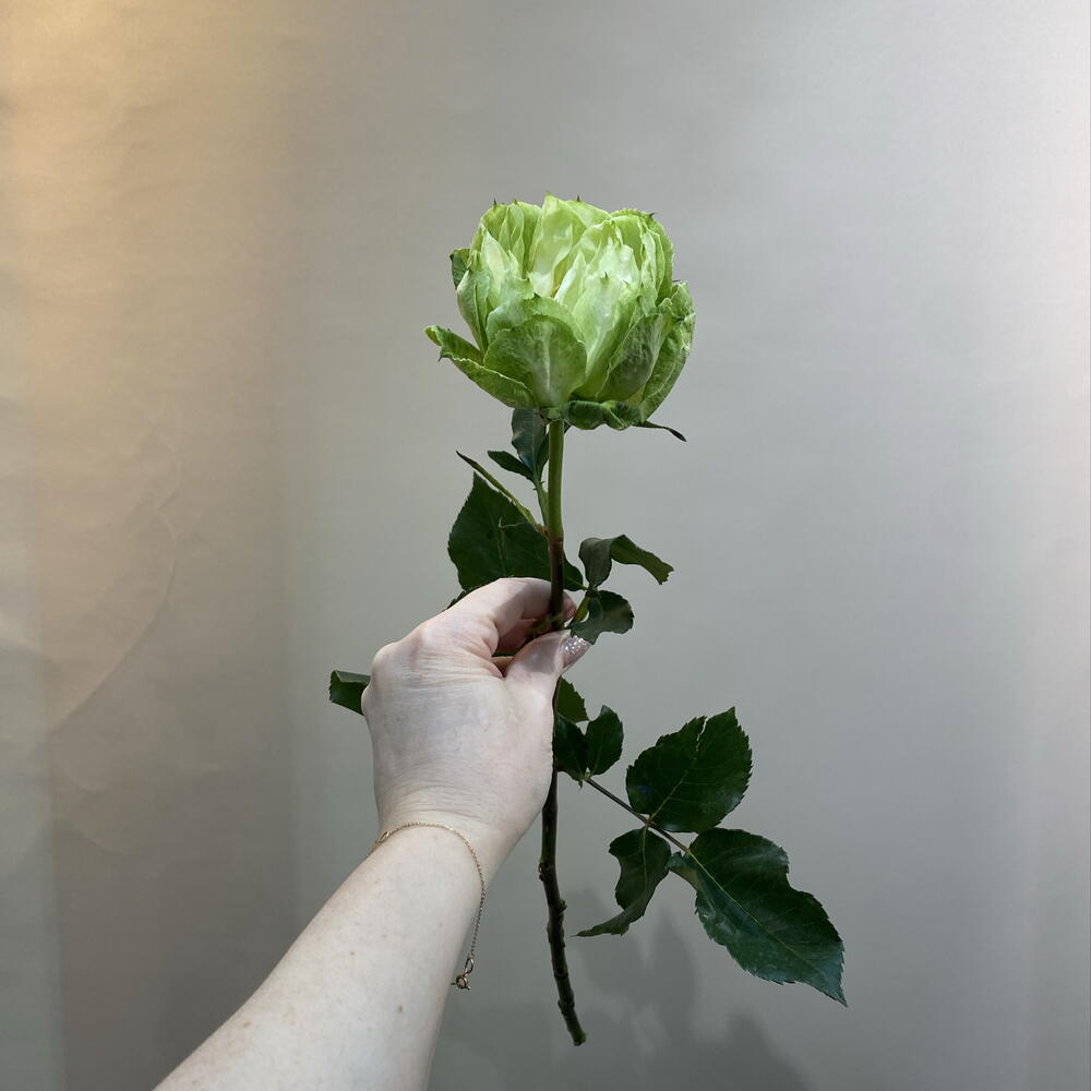 Роза Вегги