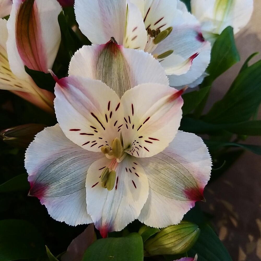 Букет из альстромерий в крафте🥰