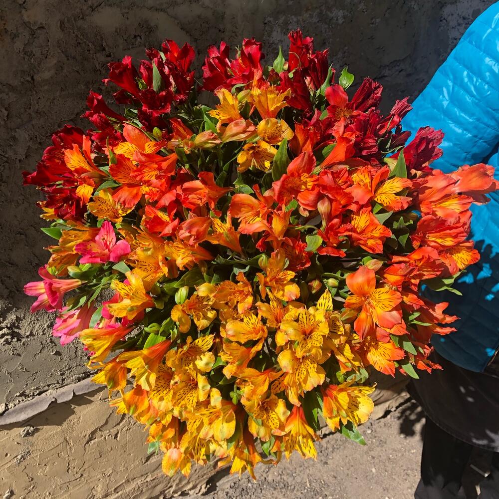 Альстромерия микс