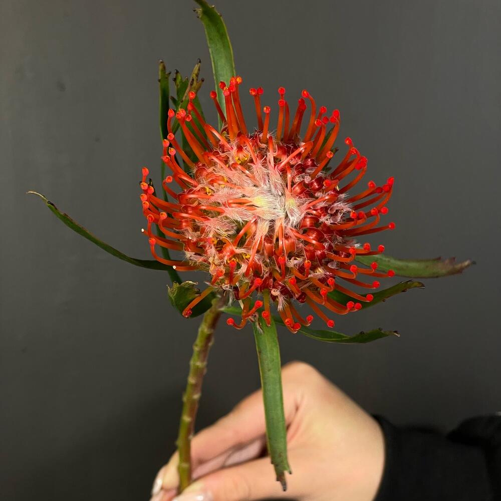 Leucospermum