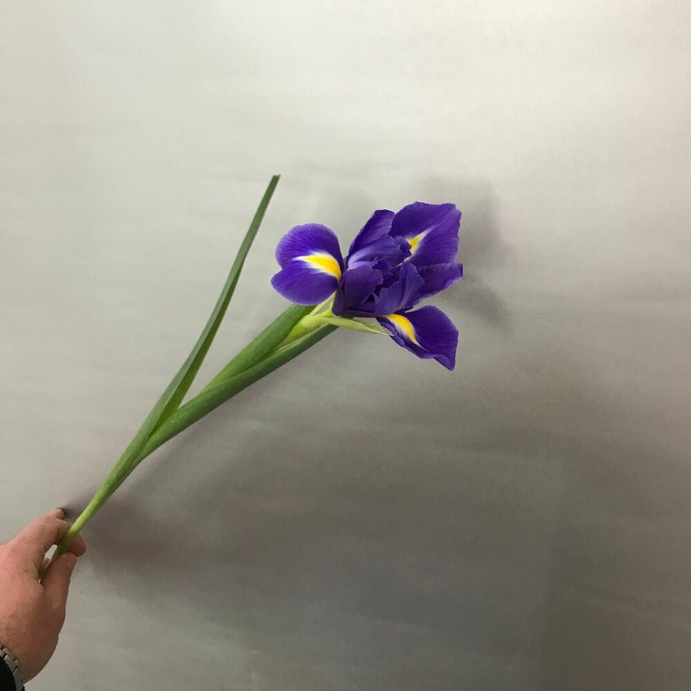 Ирис фиолетовый 💜