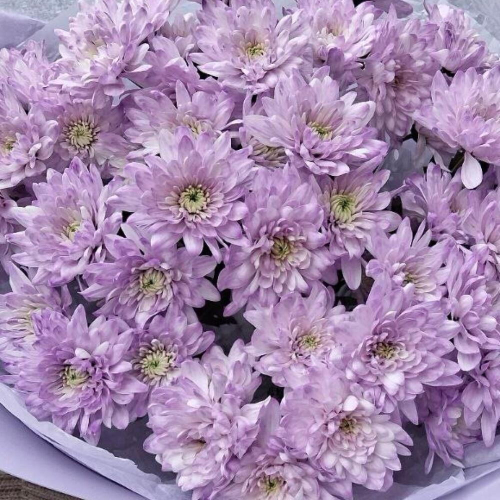 Лавандовая любовь 💗