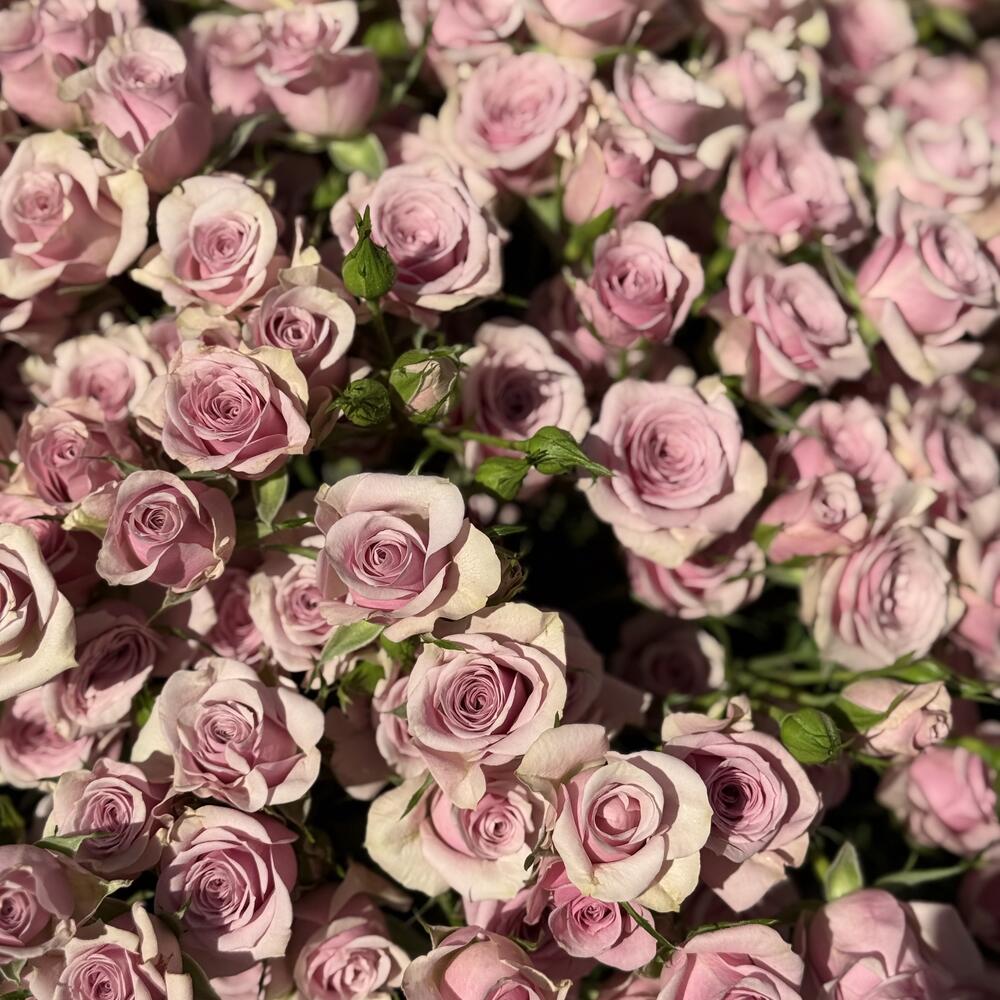 Кустовая Роза 🥀 Кения 🇰🇪
