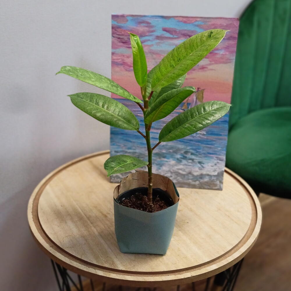 Фикус Эластика
