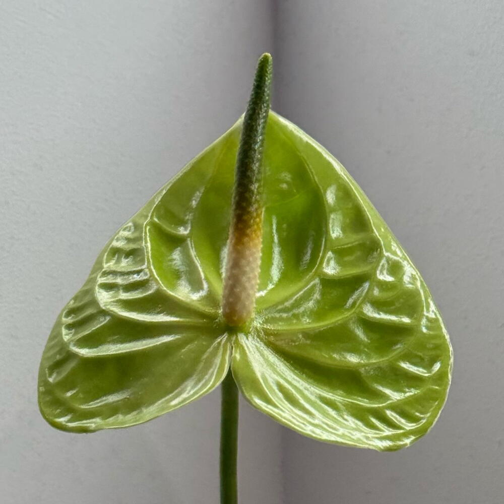 Green Anthurium