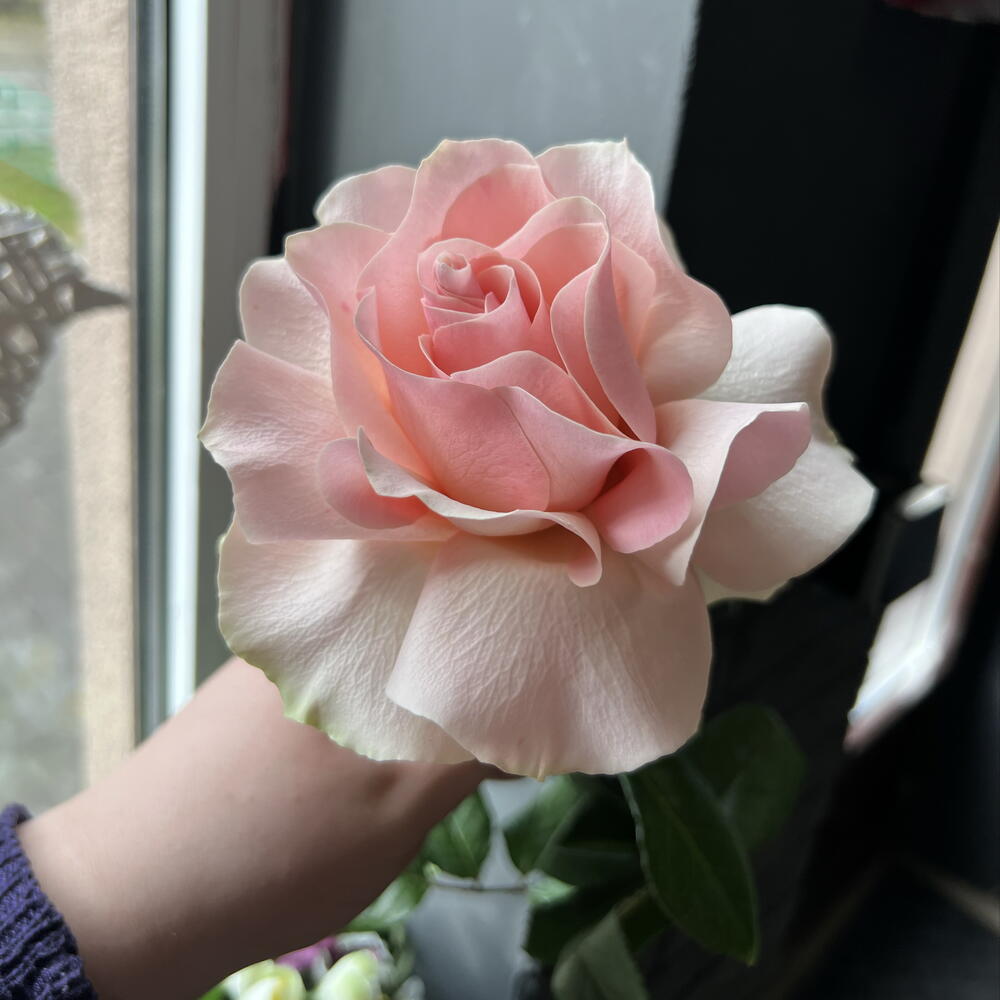 review-photo