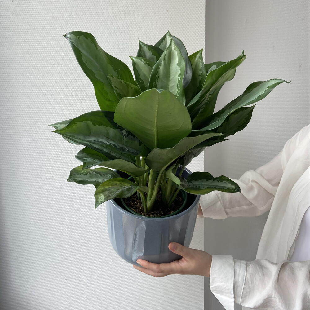 Аглонема в кашпо