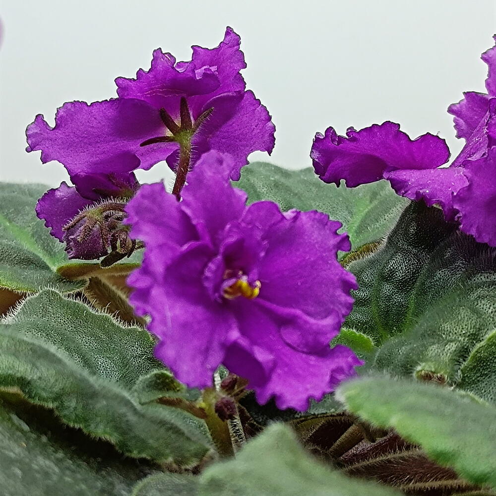 Фиалка (*5), сенполия