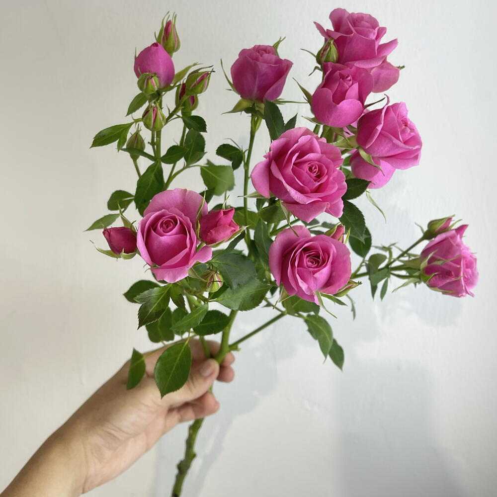 Роза кустовая 💕