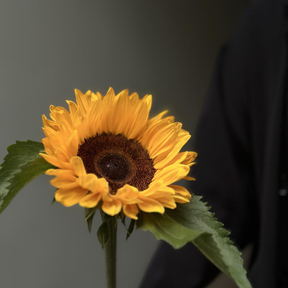Подсолнух 🌻