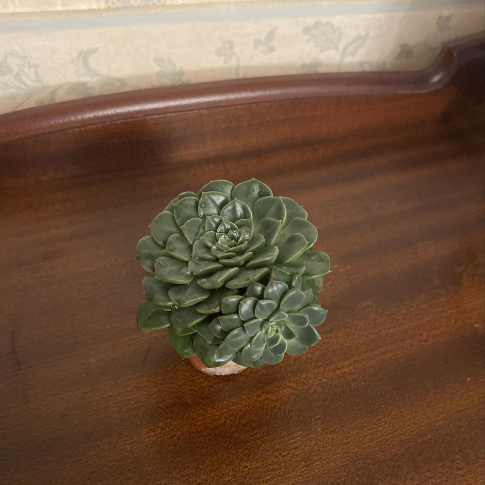 Суккулент живой