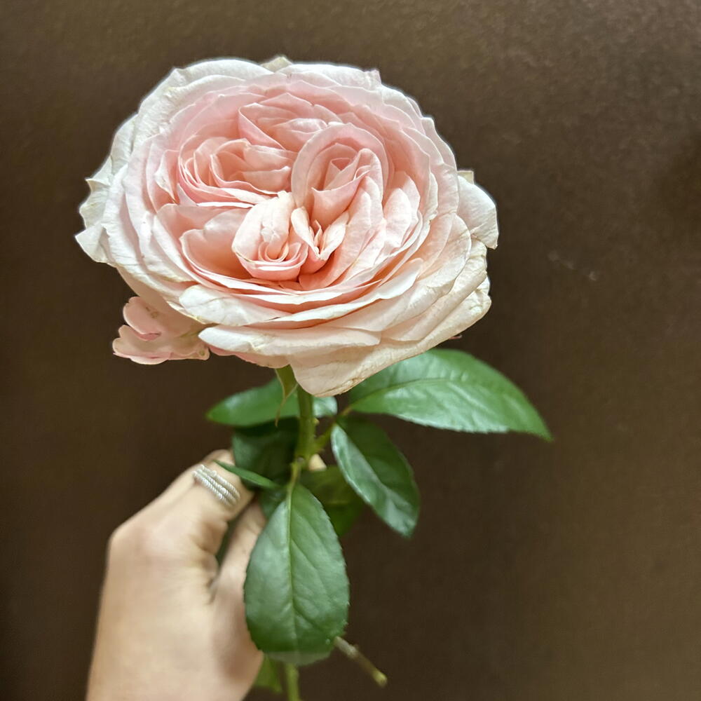 Пионовидная Роза 🌸