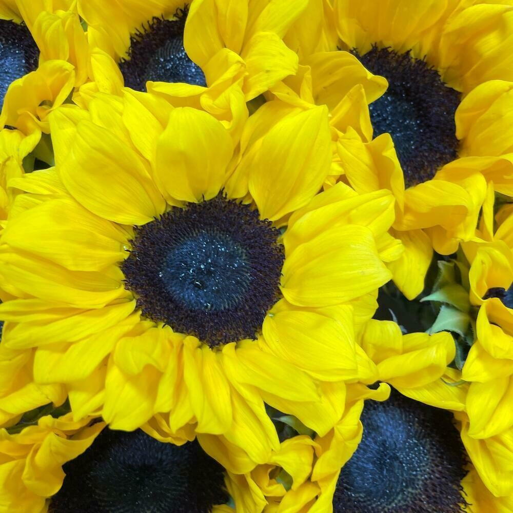11 солнечных подсолнухов 🌞