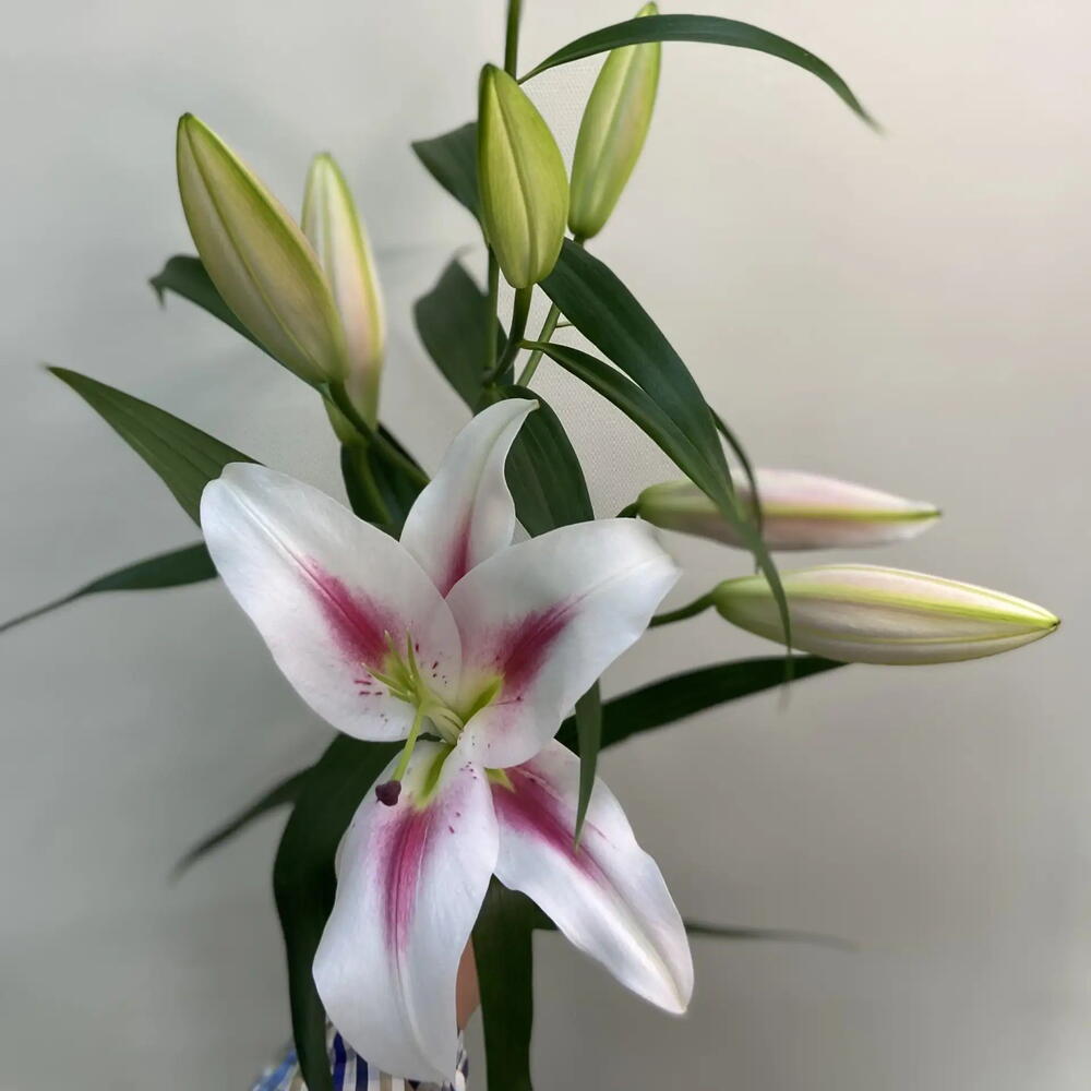 Лилия Флора / Flora
