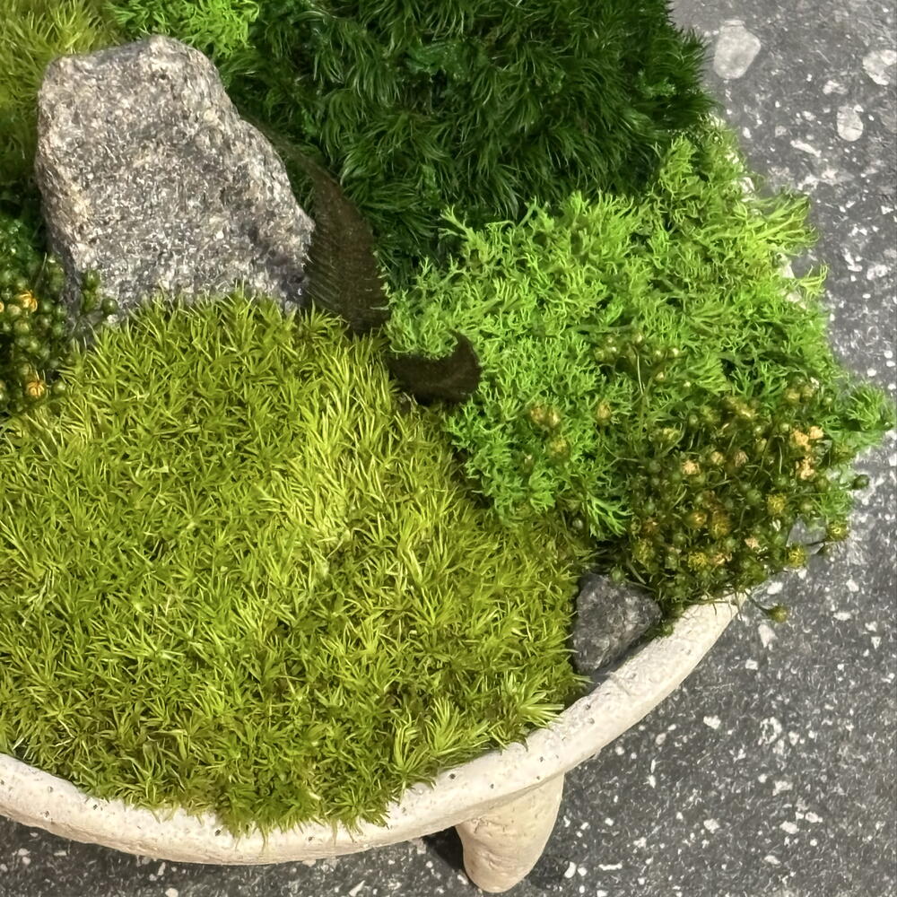 Стабилизированный кусамоно в кашпо на ножках🌱