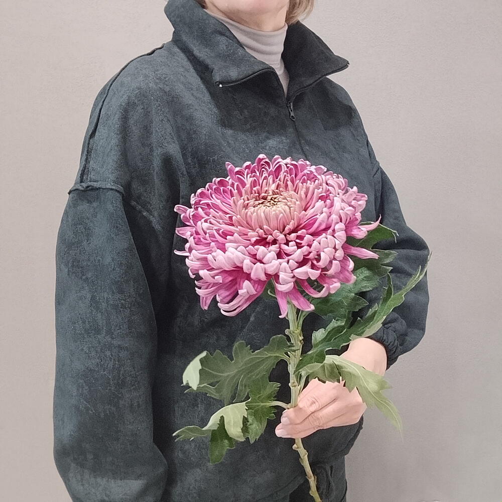 Хризантема Тула
