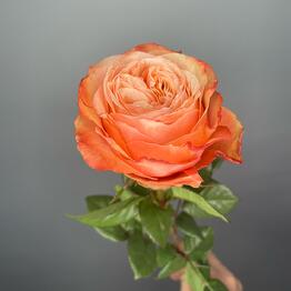 Букетье Flowers • Presnya