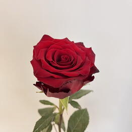 SANFLOWERS x Zilart