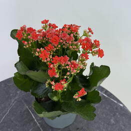 Edelda Flowers