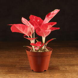 LuxuryPlants