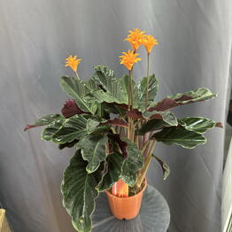 Sofi_flowers