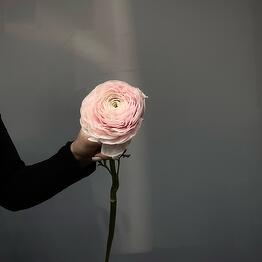 Alisa flowers 