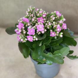 Ирис Blumen