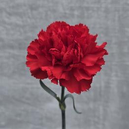 Kvetkava Hata